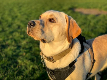 English vs American Labrador Retriever Differences: 2026 Guide English vs American Labrador Retriever Differences: 2026 Guide