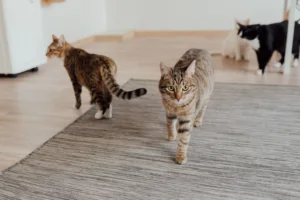 What Human Foods Are Poisonous to Cats? 2026 Emergency Guide