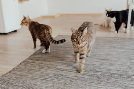 What Human Foods Are Poisonous to Cats? 2026 Emergency Guide What Human Foods Are Poisonous to Cats? 2026 Emergency Guide