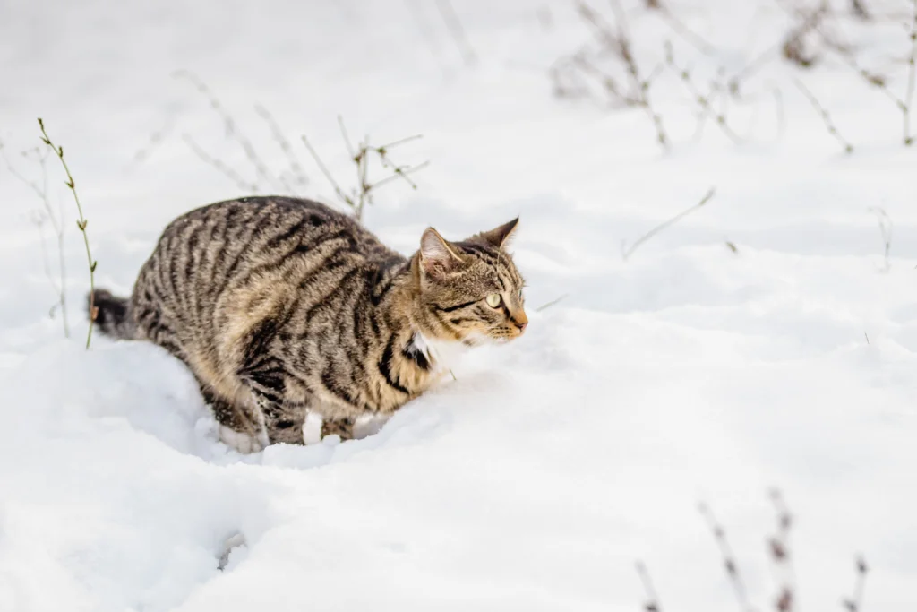 How to Tell If Cat Poop Is Abnormal: 2026 Diagnostic Guide