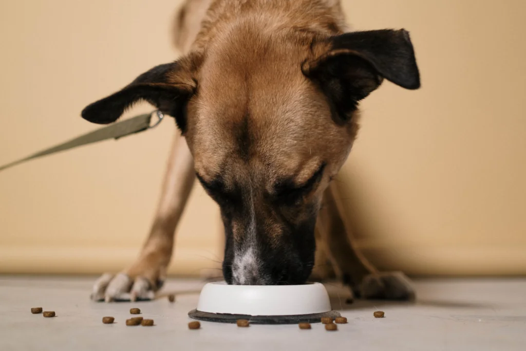 The Farmer’s Dog Dry Matter Basis Analysis: 2026 Review
