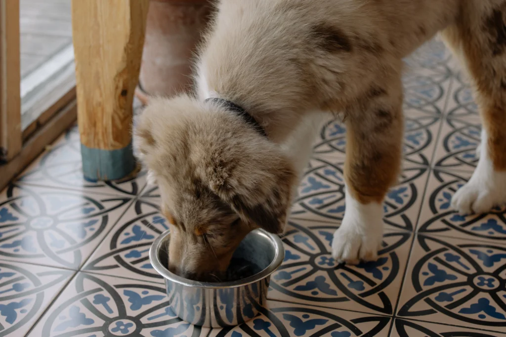 The Farmer’s Dog Dry Matter Basis Analysis: 2026 Review