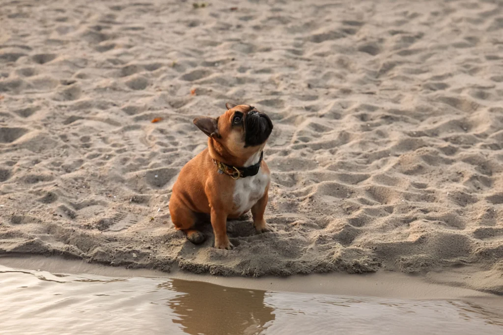 What Does Unusual Dog Poop Colour Mean? (Colour & Mucus Chart)