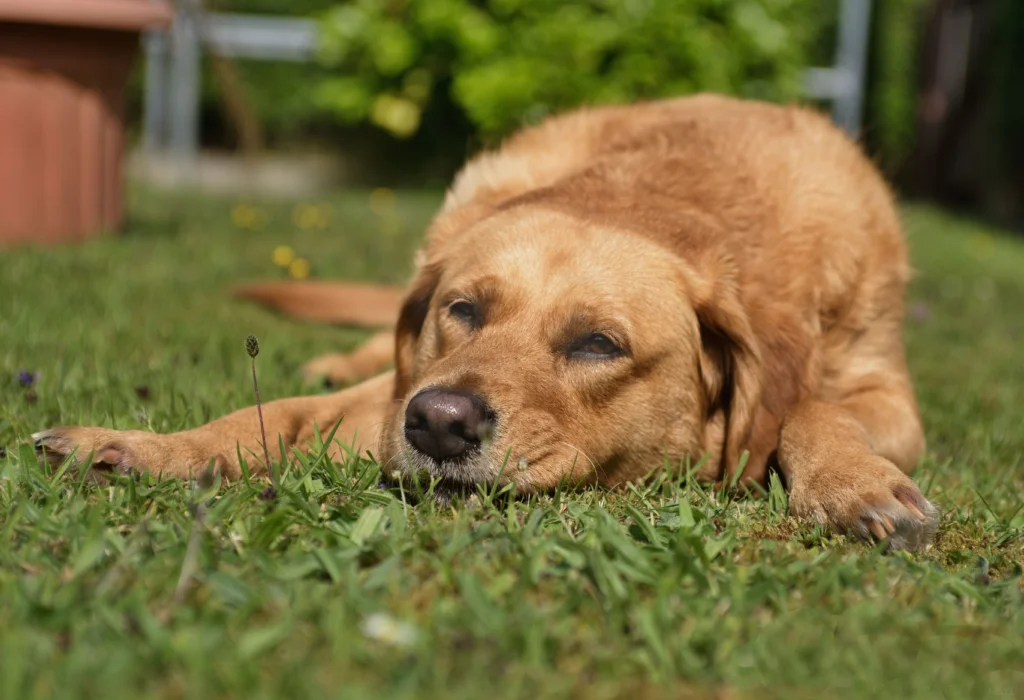 How to Calculate Dry Matter Fat in Dog Food for Pancreatitis