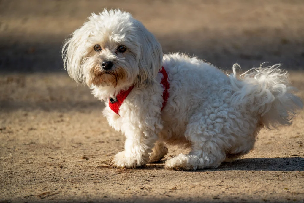 What Does Unusual Dog Poop Colour Mean? (Colour & Mucus Chart)