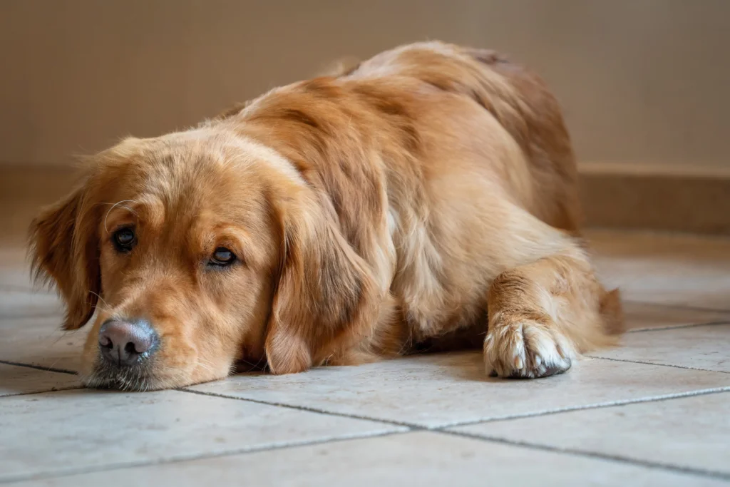 How to Calculate Dry Matter Fat in Dog Food for Pancreatitis