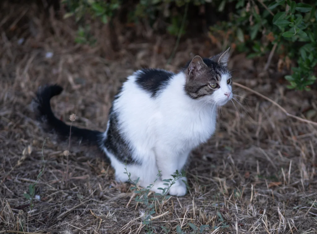 How to Tell If Cat Poop Is Abnormal: 2026 Diagnostic Guide