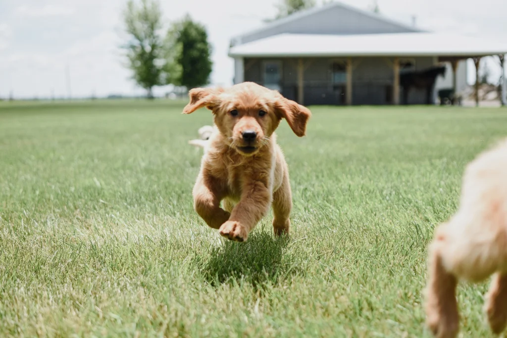 Golden Retriever Weight by Month Male vs Female (Full Growth Chart)