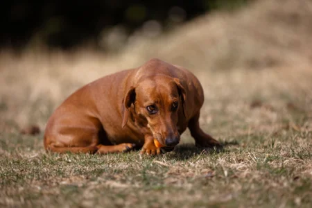How to Feed Carrots to Dogs: Raw vs Cooked (2026 Guide) How to Feed Carrots to Dogs: Raw vs Cooked (2026 Guide)