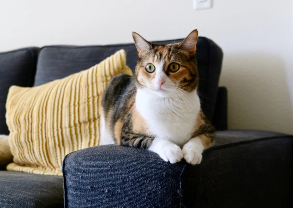 How Much Canned Tuna Can a Cat Eat Safely? 2026 Guide