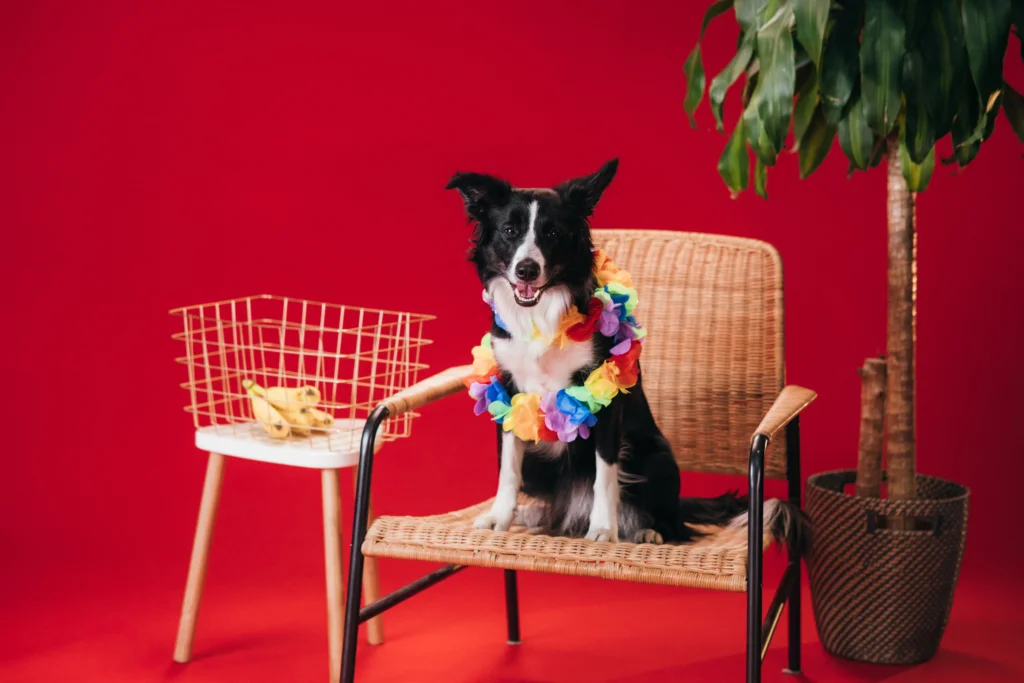 How Much Banana Can a Dog Eat Daily? Peels, Portions & Benefits