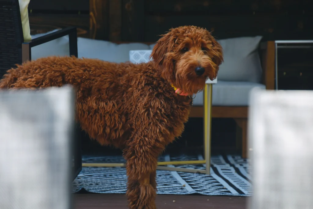 F1 vs F1B Goldendoodle Coat Shedding Differences (Full Guide)