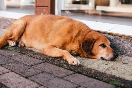 How to Calculate Dry Matter Fat in Dog Food for Pancreatitis How to Calculate Dry Matter Fat in Dog Food for Pancreatitis