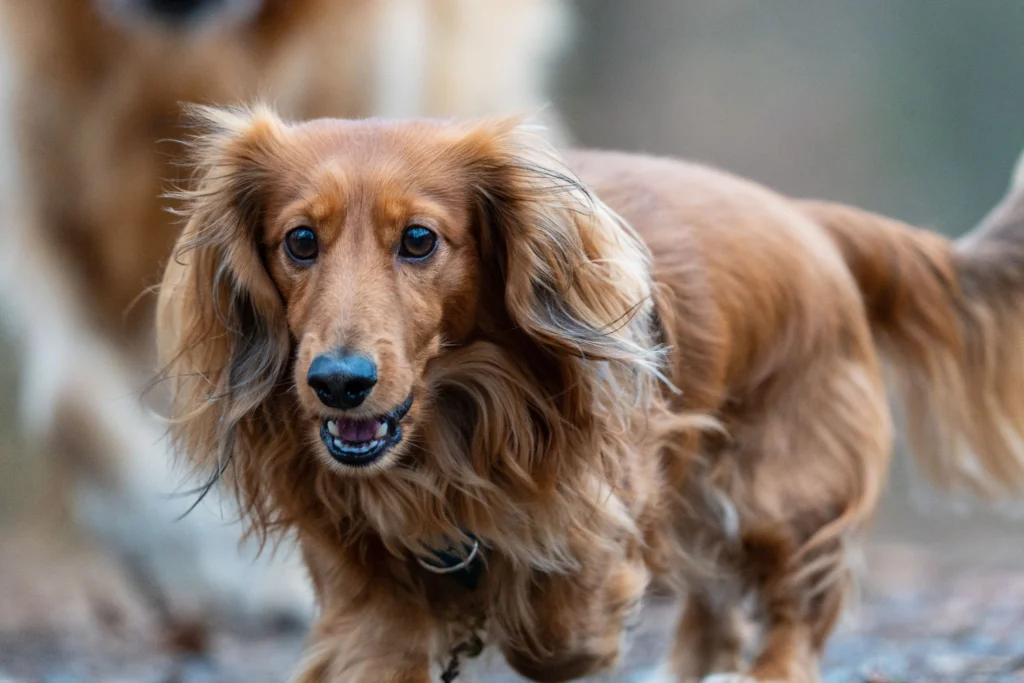 How to Feed Carrots to Dogs: Raw vs Cooked (2026 Guide)