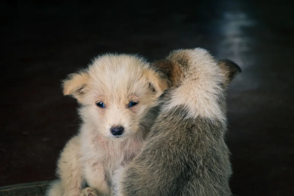 Early Subtle Signs of Parvo in Puppies: 2026 Emergency Guide
