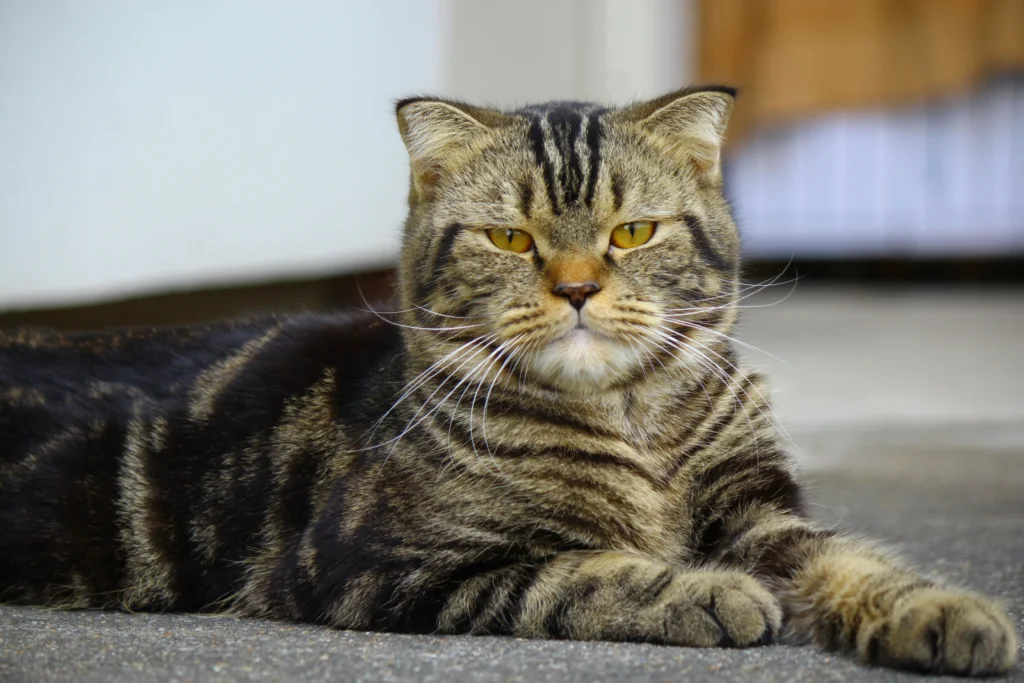 How Much Canned Tuna Can a Cat Eat Safely? 2026 Guide