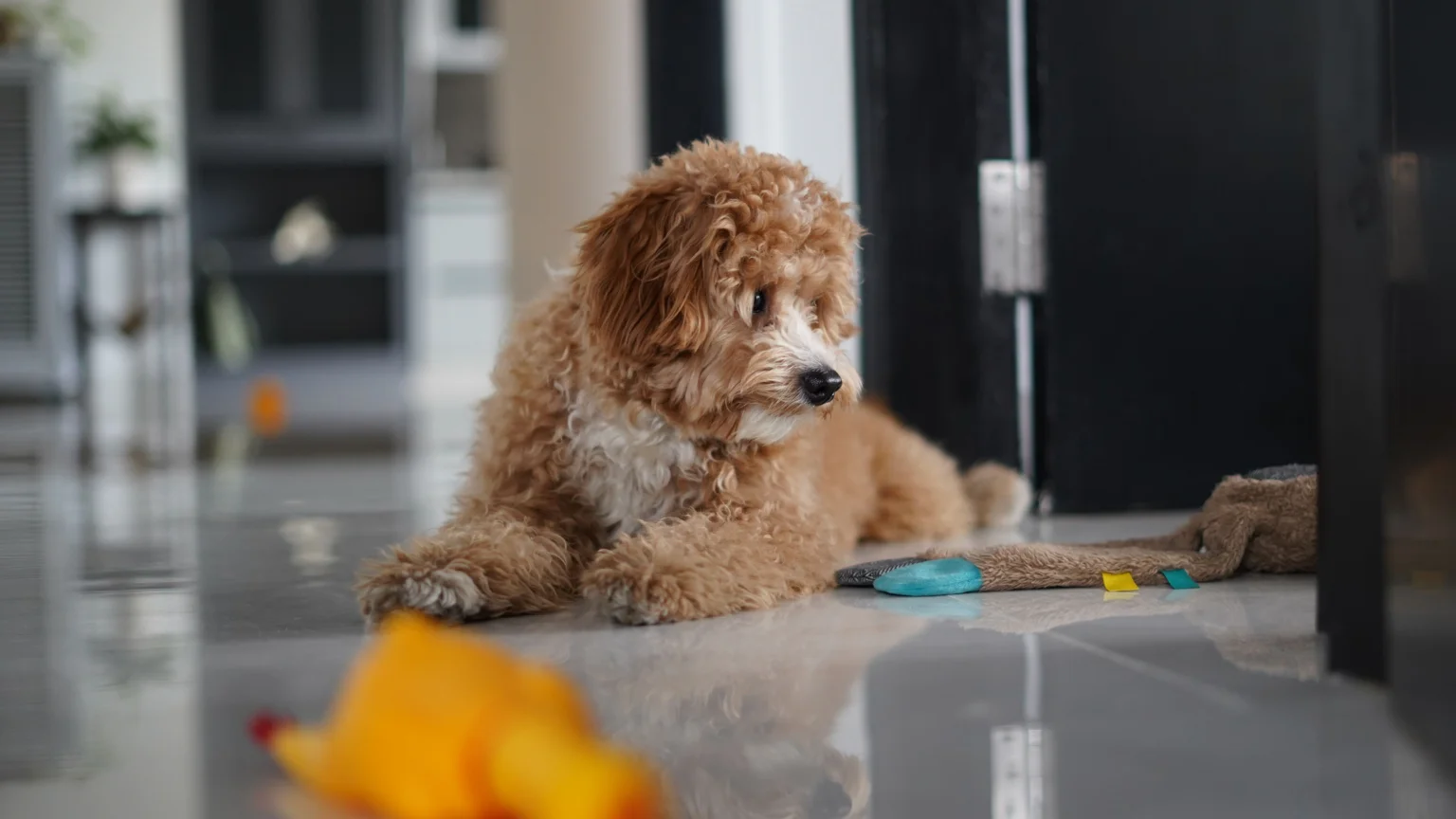 F1 vs F1B Goldendoodle Coat Shedding Differences (Full Guide) F1 vs F1B Goldendoodle Coat Shedding Differences (Full Guide)