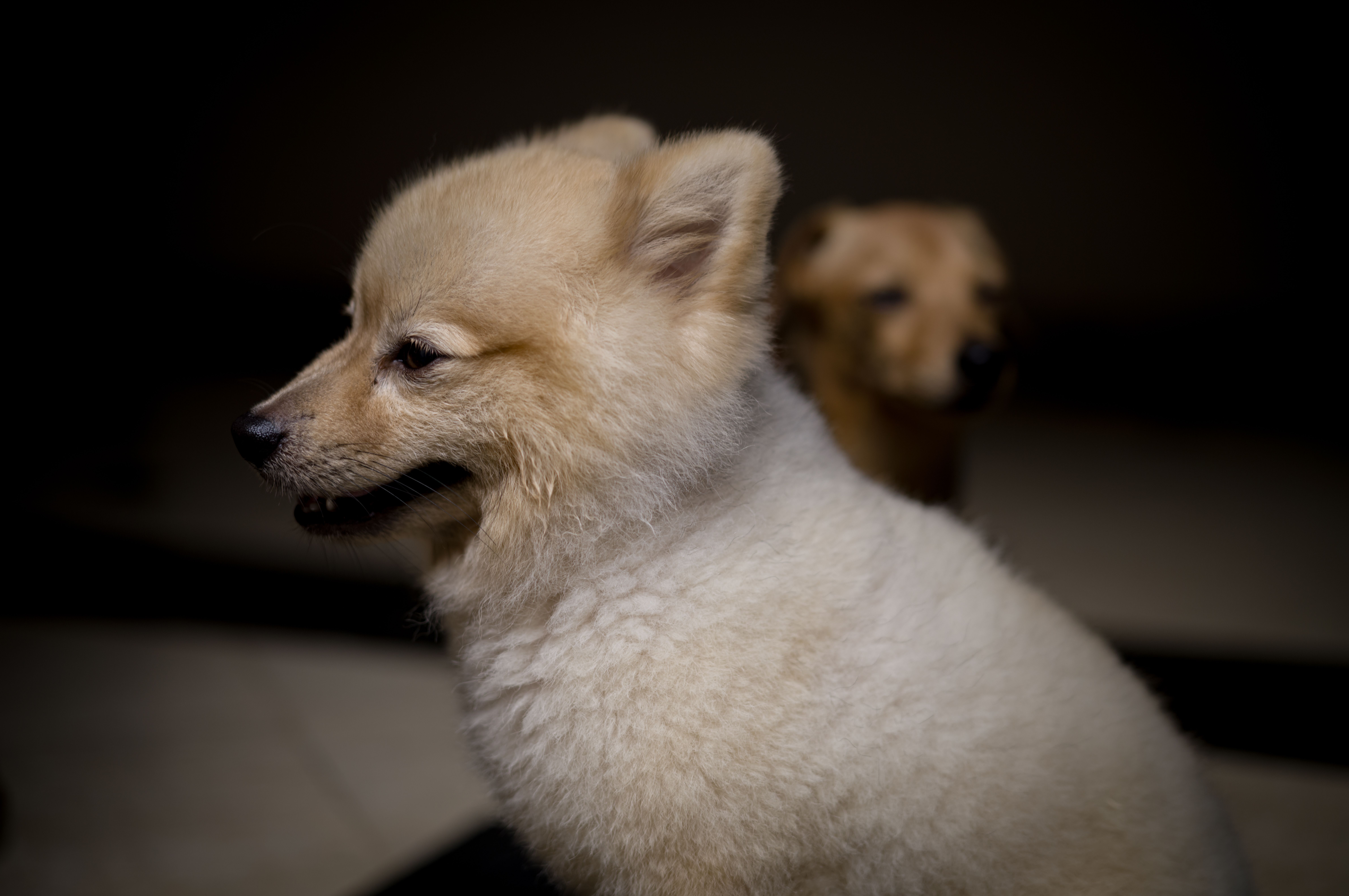 Is It Safe to Feed Dogs Raw Eggs Daily? (Cooked vs. Raw)