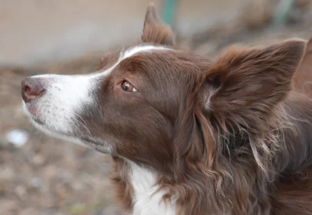 Apoquel vs Cytopoint for Dog Allergies: Cost, Side Effects & Safety Apoquel vs Cytopoint for Dog Allergies: Cost, Side Effects & Safety